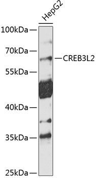 Western blot analysis of extracts of HepG2 cells using CREB3L2 Polyclonal Antibody at 1:1000 dilution.