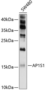 Western blot analysis of extracts of SW480 cells using AP1S1 Polyclonal Antibody at 1:1000 dilution.