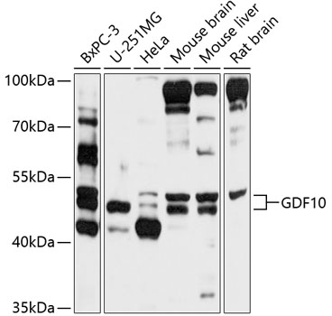 Western blot analysis of extracts of various cell lines using GDF10 Polyclonal Antibody at 1:1000 dilution.