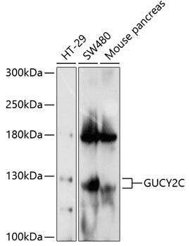 Western blot analysis of extracts of various cell lines using GUCY2C Polyclonal Antibody at 1:1000 dilution.