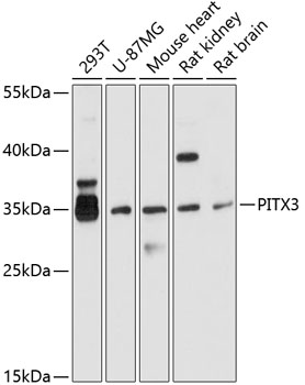 Western blot analysis of extracts of various cell lines using PITX3 Polyclonal Antibody at 1:1000 dilution.