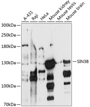 Western blot analysis of extracts of various cell lines using SIN3B Polyclonal Antibody at 1:1000 dilution.