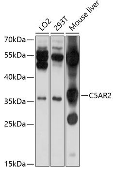 Western blot analysis of extracts of various cell lines using C5AR2 Polyclonal Antibody at 1:1000 dilution.