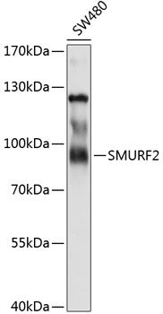 Western blot analysis of extracts of SW480 cells using SMURF2 Polyclonal Antibody at 1:1000 dilution.