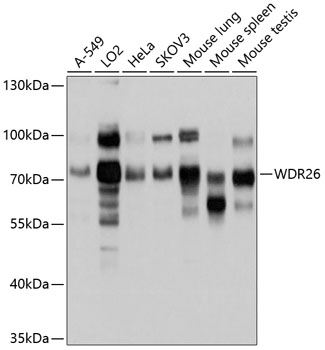 Western blot analysis of extracts of various cell lines using WDR26 Polyclonal Antibody at 1:1000 dilution.