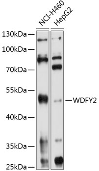 Western blot analysis of extracts of various cell lines using WDFY2 Polyclonal Antibody at 1:1000 dilution.