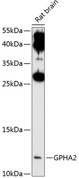 Western blot analysis of extracts of rat brain using GPHA2 Polyclonal Antibody at 1:1000 dilution.