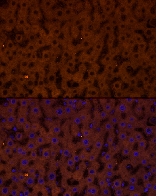 Immunofluorescence analysis of rat liver cells using GCGR Polyclonal Antibody at dilution of 1:50 (40x lens). Blue: DAPI for nuclear staining.