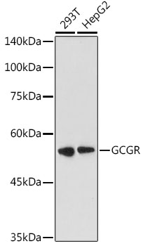 Western blot analysis of extracts of various cell lines using GCGR Polyclonal Antibody at 1:1000 dilution.