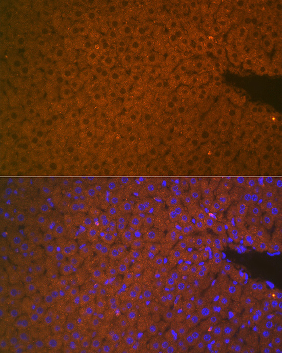 Immunofluorescence analysis of mouse liver cells using TMPRSS6 Polyclonal Antibody at dilution of 1:100 (40x lens). Blue: DAPI for nuclear staining.