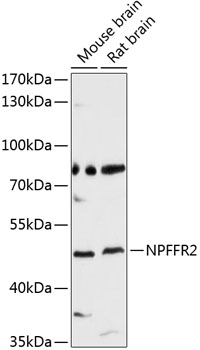 Western blot analysis of extracts of various cell lines using NPFFR2 Polyclonal Antibody at 1:3000 dilution.