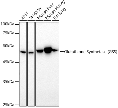 Western blot analysis of extracts of various cell lines using Glutathione Synthetase Polyclonal Antibody at 1:1000 dilution.