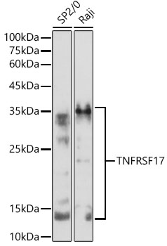 Western blot analysis of extracts of various cell lines using TNFRSF17 Polyclonal Antibody at 1:500 dilution.
