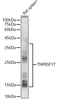 Western blot analysis of extracts of Rat spleen using TNFRSF17 Polyclonal Antibody at 1:500 dilution.