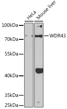 Western blot analysis of extracts of various cell lines using WDR43 Polyclonal Antibody at 1:1000 dilution.