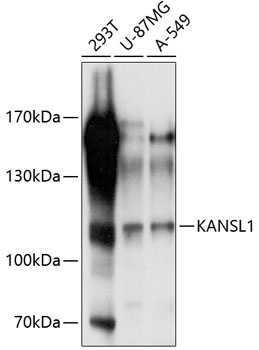 Western blot analysis of extracts of various cell lines using KANSL1 Polyclonal Antibody at 1:1000 dilution.