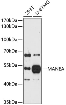 Western blot analysis of extracts of various cell lines using MANEA Polyclonal Antibody at 1:1000 dilution.