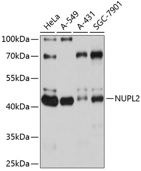 Western blot analysis of extracts of various cell lines using NUPL2 Polyclonal Antibody at 1:1000 dilution.