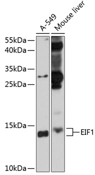 Western blot analysis of extracts of various cell lines using EIF1 Polyclonal Antibody at 1:1000 dilution.