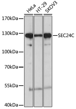 Western blot analysis of extracts of various cell lines using SEC24C Polyclonal Antibody at 1:1000 dilution.