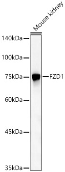 Western blot analysis of Mouse kidney using FZD1 Polyclonal Antibody at 1:600 dilution.