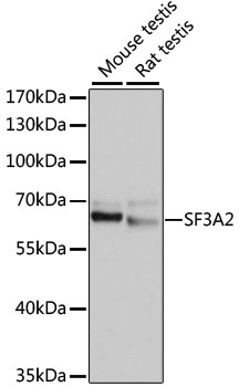 Western blot analysis of extracts of various cell lines using SF3A2 Polyclonal Antibody at 1:1000 dilution.