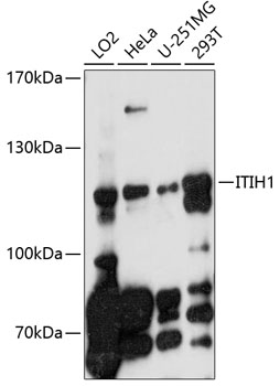 Western blot analysis of extracts of various cell lines using ITIH1 Polyclonal Antibody at 1:1000 dilution.