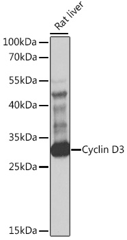 Western blot analysis of extracts of rat liver using Cyclin D3 Polyclonal Antibody at 1:1000 dilution.