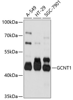 Western blot analysis of extracts of various cell lines using GCNT1 Polyclonal Antibody at 1:1000 dilution.