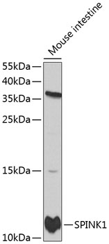 Western blot analysis of extracts of mouse intestine using SPINK1 Polyclonal Antibody at 1:1000 dilution.