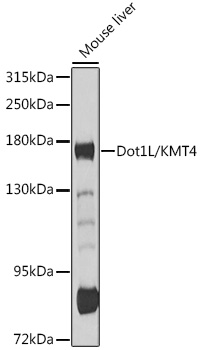 Western blot analysis of extracts of mouse liver using Dot1L/KMT4 Polyclonal Antibody at 1:1000 dilution.