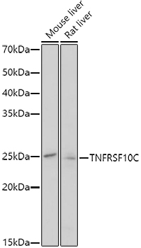 Western blot analysis of extracts of various cell lines using TNFRSF10C Polyclonal Antibody at 1:1000 dilution.