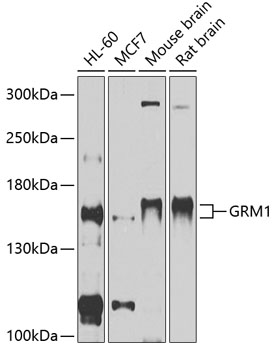 Western blot analysis of extracts of various cell lines using GRM1 Polyclonal Antibody at 1:1000 dilution.