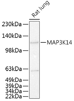 Western blot analysis of extracts of Rat lung using MAP3K14 Polyclonal Antibody at 1:500 dilution.