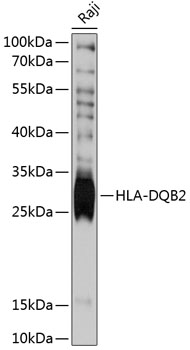 Western blot analysis of extracts of Raji cells using HLA-DQB2 Polyclonal Antibody at 1:3000 dilution.