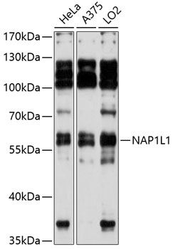 Western blot analysis of extracts of various cell lines using NAP1L1 Polyclonal Antibody at 1:3000 dilution.