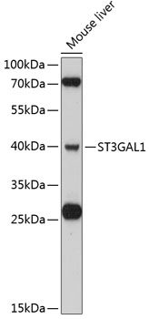 Western blot analysis of extracts of mouse liver using ST3GAL1 Polyclonal Antibody at 1:3000 dilution.