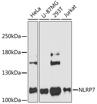 Western blot analysis of extracts of various cell lines using NLRP7 Polyclonal Antibody at 1:3000 dilution.