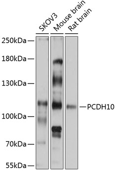 Western blot analysis of extracts of various cell lines using PCDH10 Polyclonal Antibody at 1:3000 dilution.