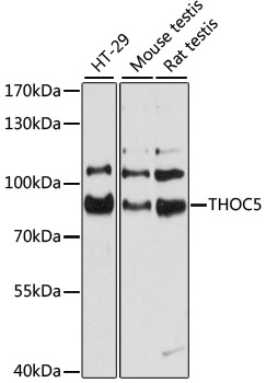 Western blot analysis of extracts of various cell lines using THOC5 Polyclonal Antibody at 1:3000 dilution.