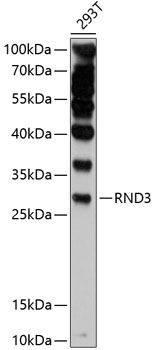 Western blot analysis of extracts of 293T cells using RND3 Polyclonal Antibody at 1:1000 dilution.