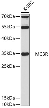 Western blot analysis of extracts of K-562 cells using MC3R Polyclonal Antibody at 1:3000 dilution.