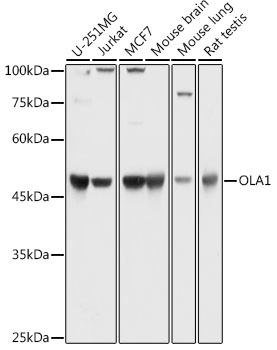 Western blot analysis of extracts of various cell lines using OLA1 Polyclonal Antibody at 1:1000 dilution.