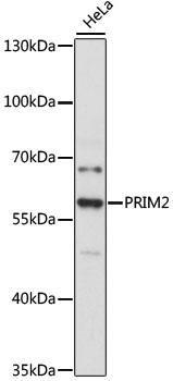 Western blot analysis of extracts of HeLa cells using PRIM2 Polyclonal Antibody at 1:3000 dilution.