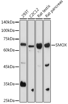 Western blot analysis of extracts of various cell lines using SMOX Polyclonal Antibody at 1:1000 dilution.