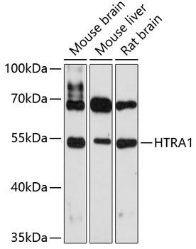 Western blot analysis of extracts of various cell lines using HTRA1 Polyclonal Antibody at 1:3000 dilution.