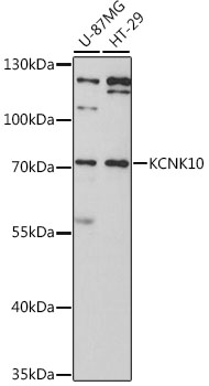 Western blot analysis of extracts of various cell lines using KCNK10 Polyclonal Antibody at 1:3000 dilution.