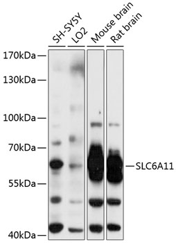 Western blot analysis of extracts of various cell lines using SLC6A11 Polyclonal Antibody at 1:3000 dilution.