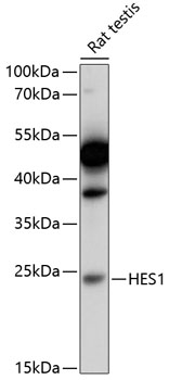 Western blot analysis of extracts of rat testis using HES1 Polyclonal Antibody at 1:1000 dilution.