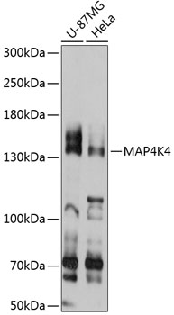 Western blot analysis of extracts of various cell lines using MAP4K4 Polyclonal Antibody at 1:3000 dilution.